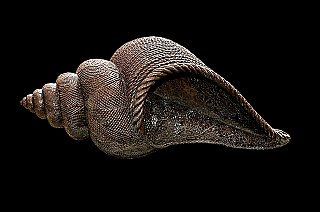 conch