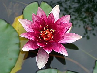 lotus