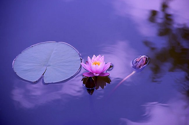 The Lotus Sutra