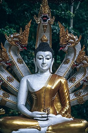 Buddha